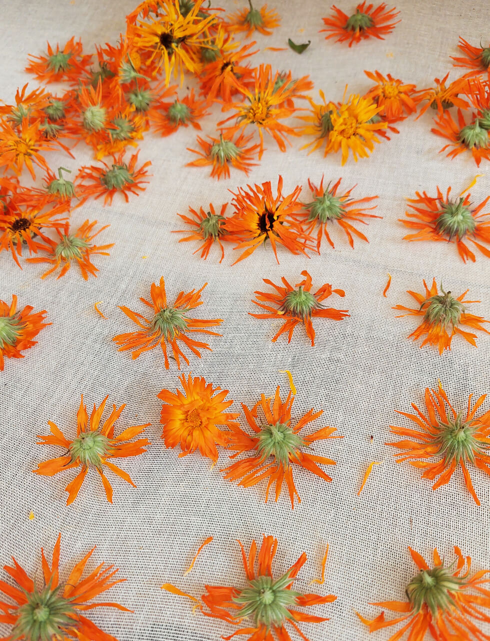 Préparation des fleurs de calendula pour macération huileuse, les fleurs sont mis à sécher au séchoir