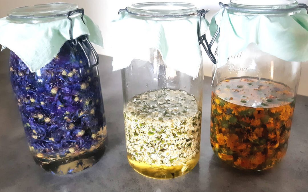 Macération huileuse par solarisation de 3 plantes différentes