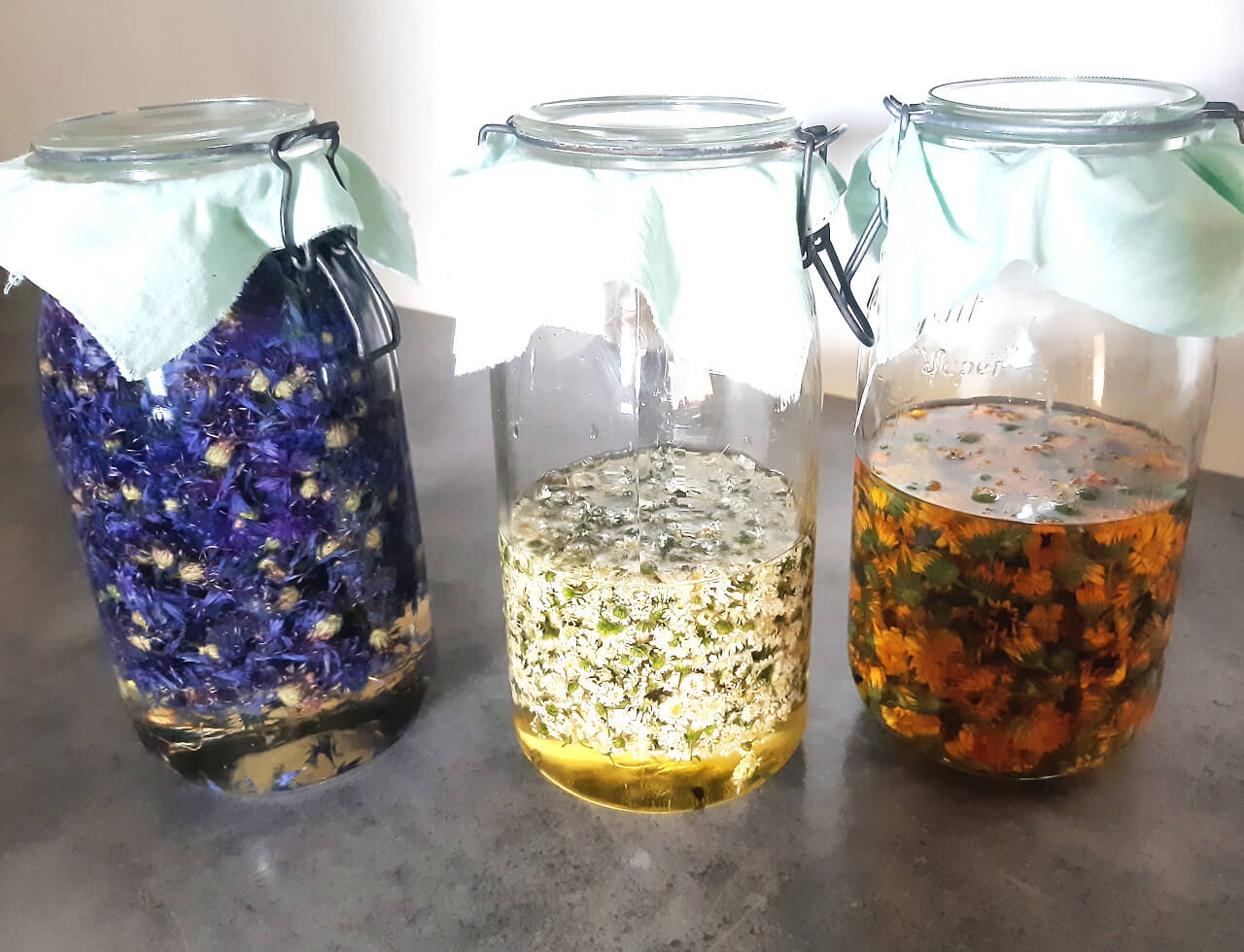 Macération huileuse par solarisation de 3 plantes différentes