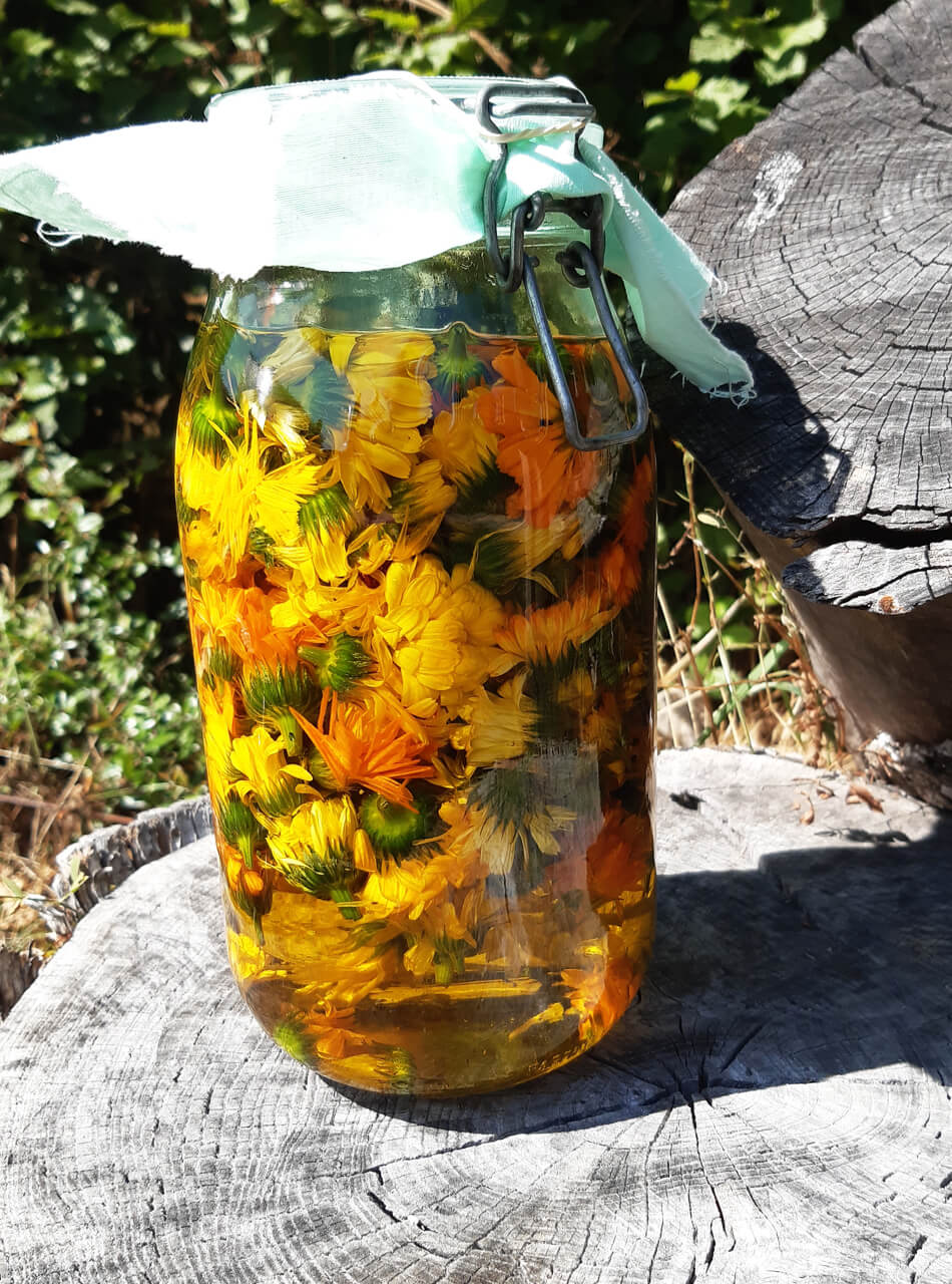Calendula officinal en macération solaire
