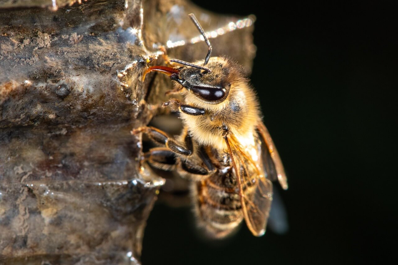 Abeille créant de la cire