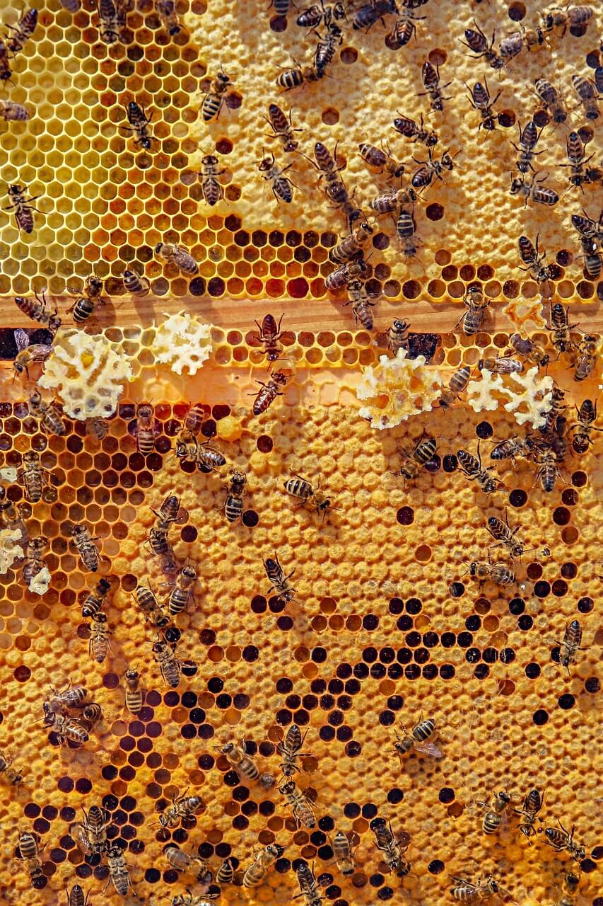 Cire d'opercule utilisée par les abeilles pour refermer les alvéoles
