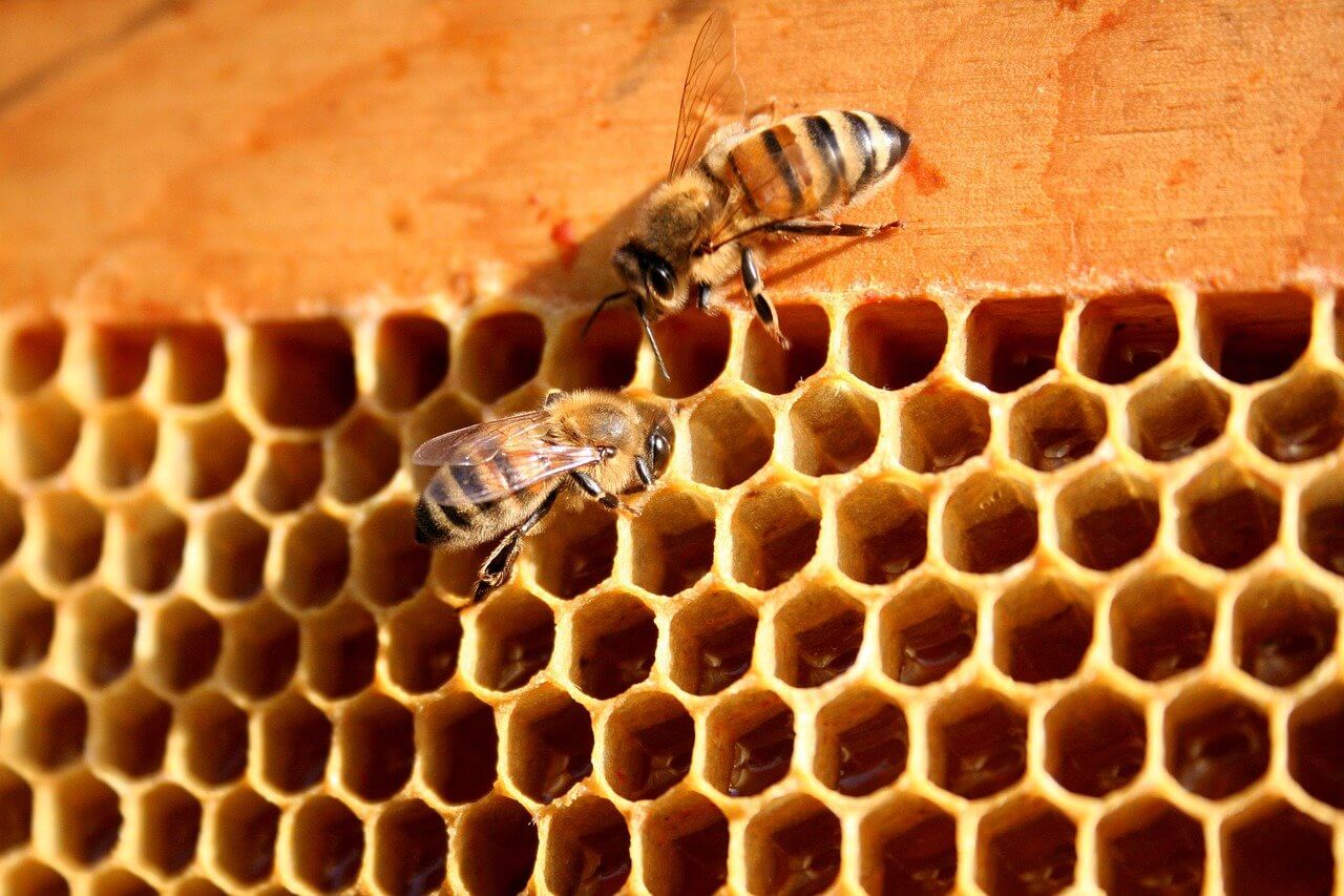 Abeilles créant alvéoles en cire