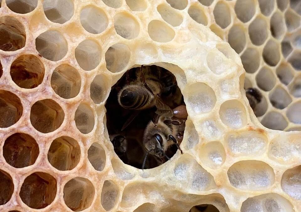 Cire d'abeilles sauvages