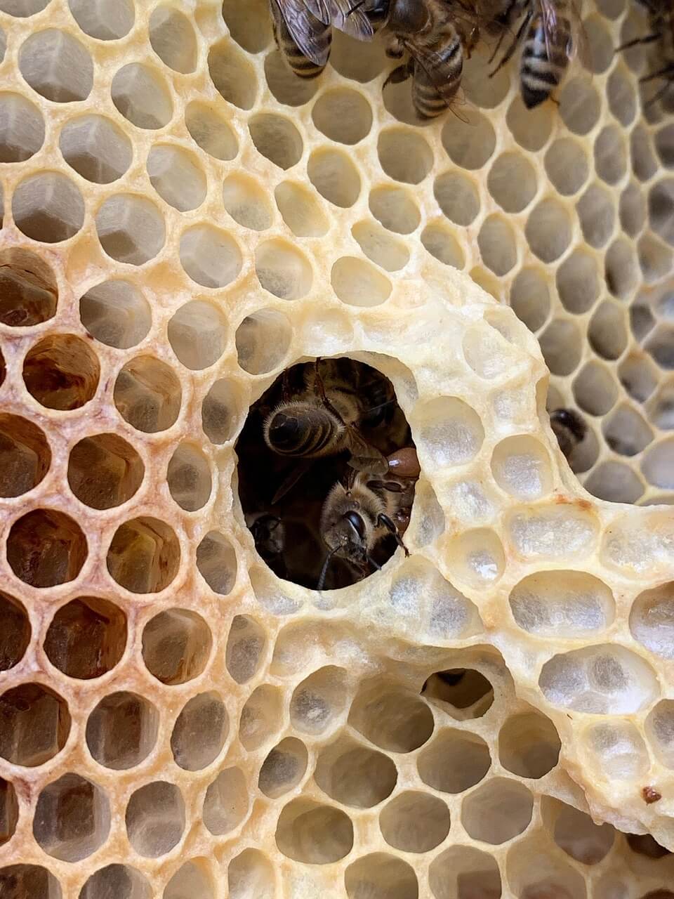 Cire d'abeilles sauvages